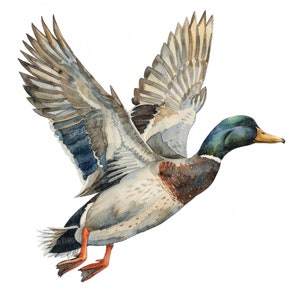 12x Flying Duck Clipart, Pássaros Patos Clipart, Clipart de aquarela para impressão, Arte de parede, Artesanato em papel, Download digital, Diários de lixo