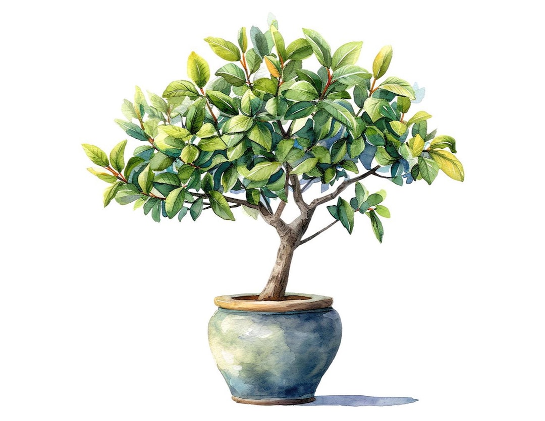 Bay Tree Clipart, 12x Watercolor Potted Herb PNG Set, Printable ...