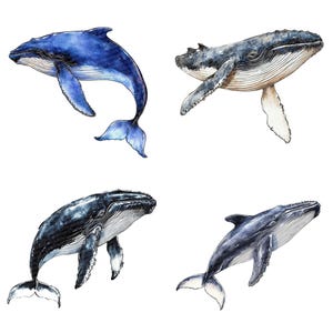 Whale PNG Clipart, 12x Watercolor Ocean Animals Clip Art Set, Printable ...
