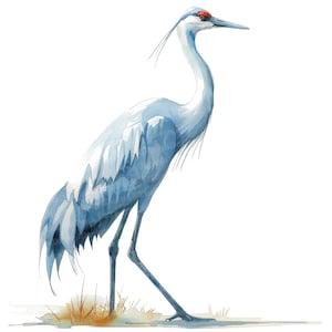 12 kraanvogel clipart, elegante vogel clipart, afdrukbare aquarel clipart, papier ambachten, kunst aan de muur, digitale download, ongewenste tijdschriften, vogels kijken