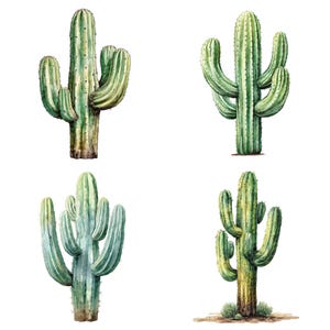 May include: Watercolor illustrations of four different cacti. The cacti are various shades of green, with some having a blue-green hue. The illustrations are detailed, showing the texture and shape of the plants. The cacti are set against a white background.