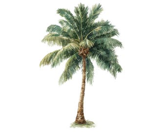 May include: Watercolor illustration of a palm tree with green fronds and a brown trunk. The tree is depicted against a white background, showcasing the detailed brushstrokes and natural colors. The artwork evokes a tropical theme.