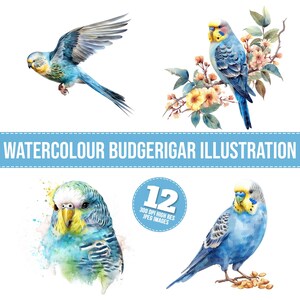 Aquarell Wellensittich Clipart, 12 JPGs, Parort hochwertige Bilder, Wellensittich Vogel Illustration, Wandkunst, digitaler Download, Wellensittich T-Shirt