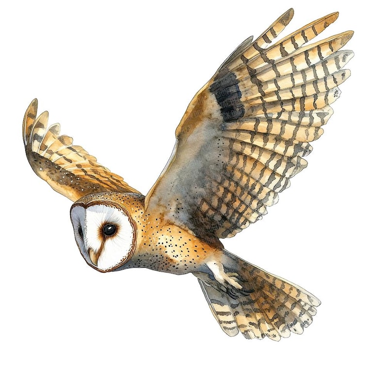 May include: A watercolor painting of a barn owl in flight. The owl has brown and white feathers with a white face and black eyes. The owl's wings are spread wide and its talons are extended.