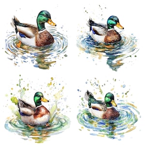 Duck Color Variations Mallard Duck Clip Art, 12x Watercolor Ducks Clipart Set, Printable ...