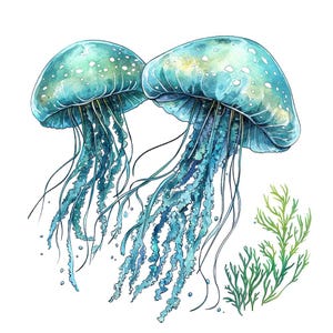 12x Marine Jellyfish PNG Clipart, Watercolor Sea Life Clip Art Set ...