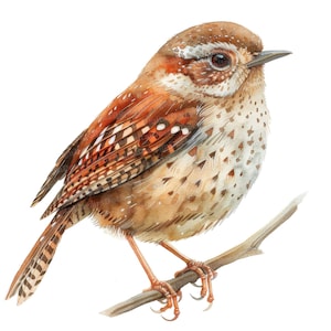 12 Wren Clipart, Clipart z akwarelowym ptakiem, Clipart z akwarelowym nadrukiem, Rękodzieło papierowe, Sztuka ścienna, Pobieranie cyfrowe, Dzienniki śmieci