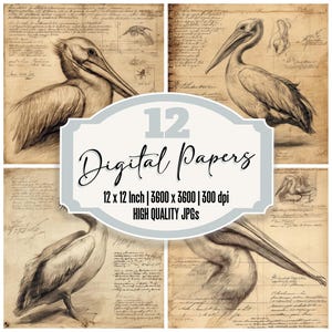 12x Pelikan Skizze Junk Journal Papier Vogel Studie Digitales Papier Pack Hochwertige JPGs Scrapbook Papier Vintage Hintergründe