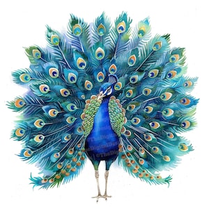 12 cliparts paon, élégant oiseau des cliparts, clipart aquarelle imprimable, créations en papier, art mural, téléchargement numérique, journaux indésirables, art animalier