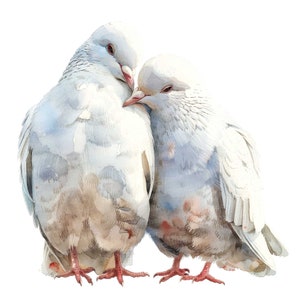 12 x Colombes Clipart, Love Birds Colombe blanche Clipart, Clipart aquarelle imprimable, art mural, créations en papier, téléchargement numérique, journaux indésirables
