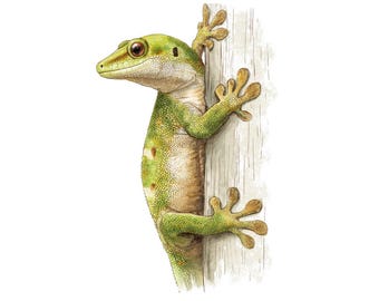 12x Gecko PNG Clipart, Watercolor Tropical Lizard Clip Art Set, Printable Watercolour Clip Art, Digital Download, Transparent Background PNG