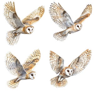 May include: Four white and brown barn owls in flight with their wings spread out. The owls are flying against a white background.