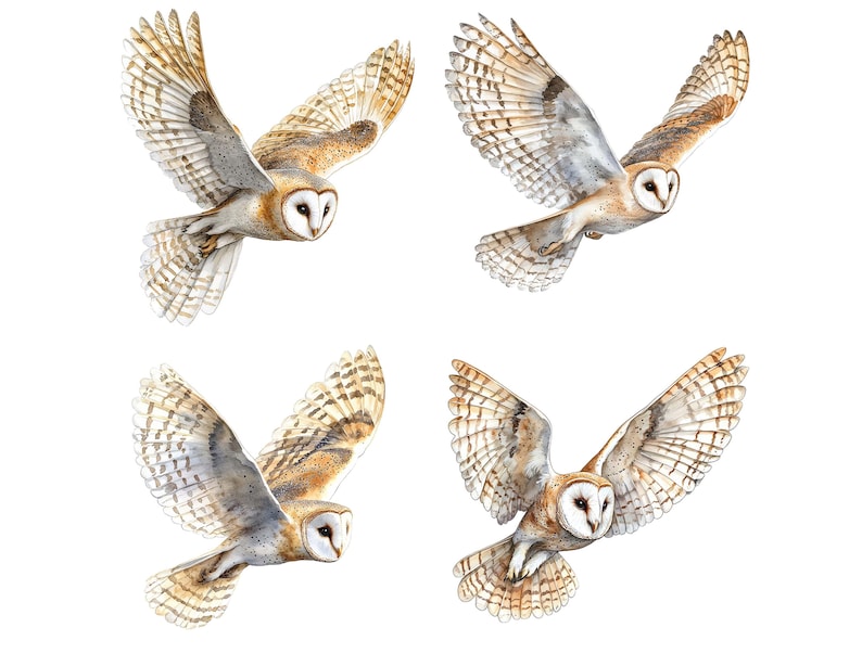 May include: Four white and brown barn owls in flight with their wings spread out. The owls are flying against a white background.