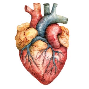 12 Clipart acquerello del cuore umano, illustrazione artistica dell'anatomia, clipart stampabile, JPG di alta qualità, download digitale, lavoretti di carta, lezione di scienze