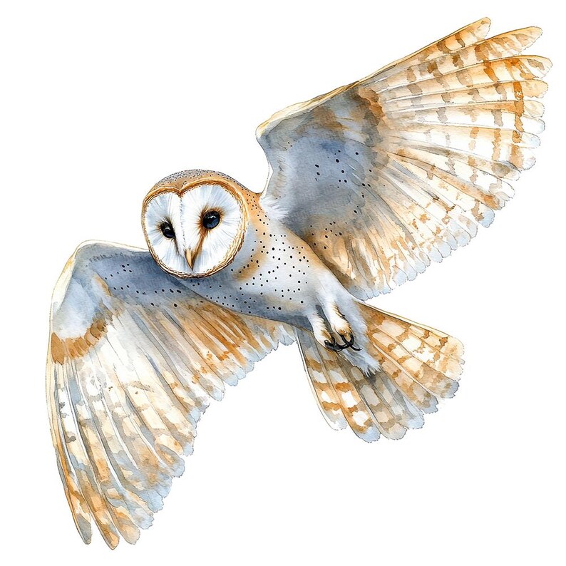 May include: A watercolor painting of a barn owl in flight with its wings spread wide. The owl has white feathers with brown markings and a white face with black eyes.