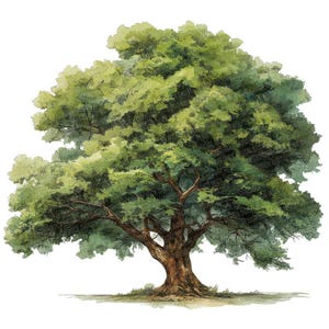 May include: Watercolor illustration of a large tree with a full, green canopy. The tree trunk is brown, and the leaves are various shades of green. The artwork is set against a white background, with a hint of grass at the base.