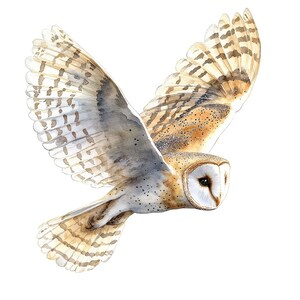 May include: A watercolor painting of a barn owl in flight. The owl has brown and white feathers with a white face and black eyes. The owl is flying with its wings spread wide.