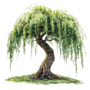 May include: A watercolor painting of a weeping willow tree with a thick, gnarled trunk and long, cascading branches. The tree is set against a white background.