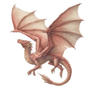 May include: A detailed illustration of a red dragon with outstretched wings. The dragon has a textured, scaled body and large, veined wings. The dragon is depicted in mid-flight against a white background, showcasing its detailed features and dynamic pose.