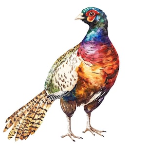 Pheasant PNG Clipart, 12x Watercolor Bird Clip Art Set, Printable Wildlife Clip Art, Digital Download, Paper Crafts, Junk Journal Bundle