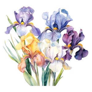 Iris Clipart 12x Watercolor JPGs, Floral Flowers Digital Clip Art Pack, Bundle Downloads File, T-Shirt Designs, Commercial Use, Card Making