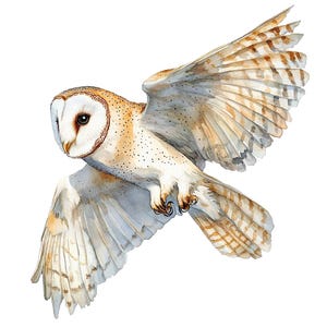 May include: A watercolor painting of a barn owl in flight. The owl has white feathers with brown markings and is flying with its wings spread wide. The background is white.