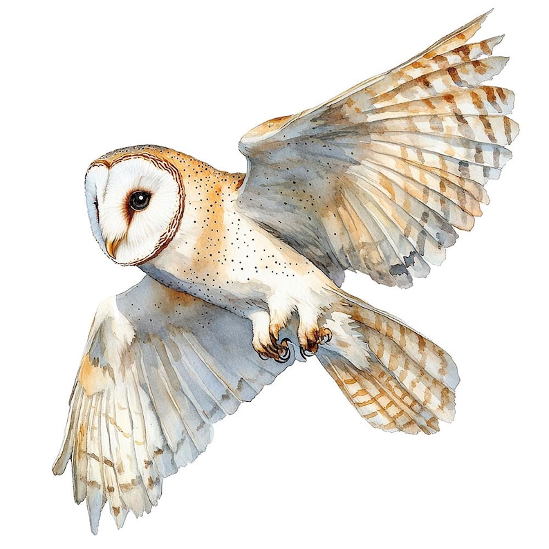 May include: A watercolor painting of a barn owl in flight. The owl has white feathers with brown markings and is flying with its wings spread wide. The background is white.