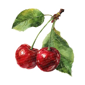 May include: A watercolour illustration of two cherries, depicted in a vibrant red hue with glossy highlights. The cherries are attached to a branch with green leaves, painted with shades of green and yellow. The background is white.