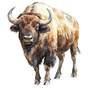 Buffalo PNG Clipart, 12x Watercolor Bison Clip Art Set, Rustic Farm Animal Graphics, Digital Download, Scrapbooking, Western Art Print