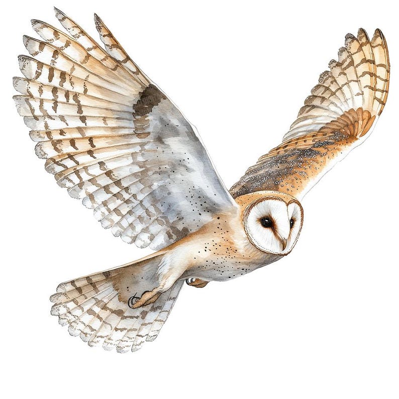 May include: A white and brown barn owl with its wings spread out in flight. The owl has a heart-shaped face with large, dark eyes. The owl's feathers are detailed with brown and white markings.