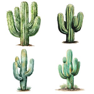 May include: Watercolor illustrations of four different cacti. Each cactus is a different shade of green, with detailed shading and texture. The cacti are set against a white background, with a small amount of dirt at the base of each plant.