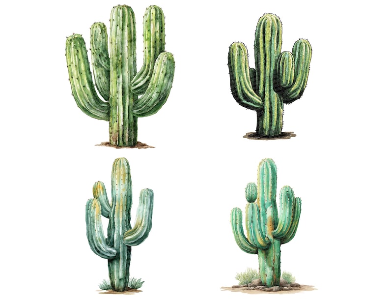 May include: Watercolor illustrations of four different cacti. Each cactus is a different shade of green, with detailed shading and texture. The cacti are set against a white background, with a small amount of dirt at the base of each plant.