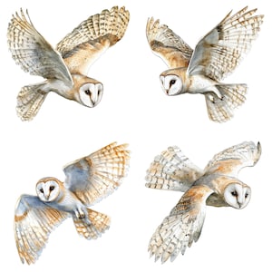 May include: Four watercolor paintings of barn owls in flight. The owls are depicted with brown and white feathers, and their wings are spread wide. The owls are facing different directions, and their eyes are open.