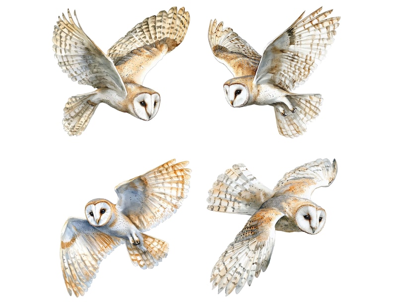 May include: Four watercolor paintings of barn owls in flight. The owls are depicted with brown and white feathers, and their wings are spread wide. The owls are facing different directions, and their eyes are open.
