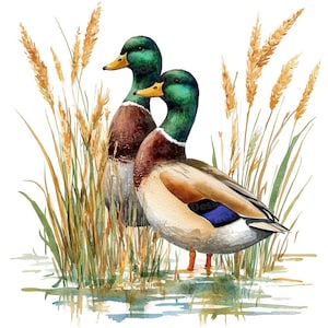 Paire de canards colverts Clip Art, 12 x ensemble de cliparts aquarelle de couple de canards, art des oiseaux de la faune, téléchargement numérique, Images de scrapbooking, journal indésirable