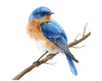 Bluebird Clipart, 12x Small Songbird Clip Art Set, Printable Watercolor Clip Art, Transparent Background PNG, Digital Download, Paper Crafts