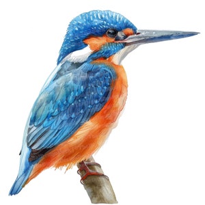 12 cliparts martin-pêcheur, clipart oiseau aquarelle, clipart aquarelle imprimable, créations en papier, art mural, téléchargement numérique, journaux indésirables