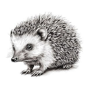Clipart PNG di riccio, 12 illustrazioni intricate di ricci in bianco e nero, set di clipart stampabili, download digitale, lavori di carta, diario spazzatura