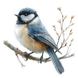 Chickadee Clipart, 12x Small Woodland Bird Art Set, Printable Watercolor Art, Transparent Background PNG, Digital Download, Paper Crafts