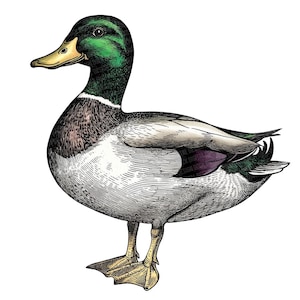 Vintage Duck PNG Clipart, 12x Mallard Illustration Clip Art Set, Printable Watercolor Clip Art, Digital Download, Paper Crafts, Junk Journal