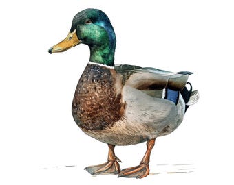 Clipart de Pato-real, Conjunto de 12 imagens PNG em aquarela de animais selvagens, Clipart de aves aquáticas para imprimir, Fundo transparente, Download digital, Pacote JPG