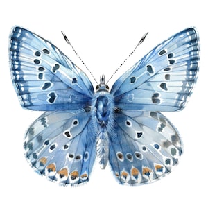 12 comuni clipart di farfalle blu, arte di farfalle ad acquerello, clipart di acquerelli stampabili, lavori di carta, arte murale, download digitale, diari spazzatura