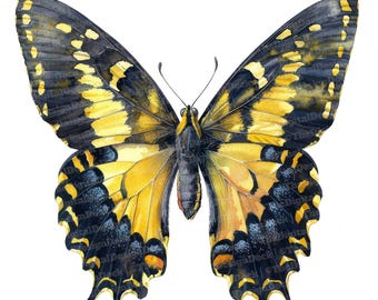 May include: A watercolour painting of a yellow and black butterfly with its wings spread open. The butterfly has a black body with yellow stripes and black spots on its wings.