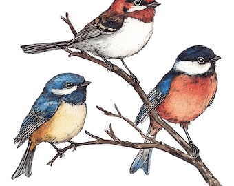 Garden Bird Friends PNG Clipart, 12x Colorful Birds on Branches Clip Art Set, Printable Watercolor Clip Art, PNG Digital Download