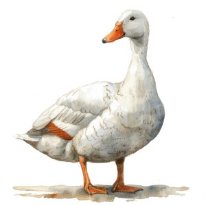 12 imágenes prediseñadas de patos blancos, imágenes prediseñadas de acuarela de patos, imágenes prediseñadas de acuarela imprimibles, arte mural, manualidades de papel, descarga digital, revistas basura