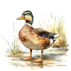 Imágenes prediseñadas de pato real, juego de 12 imágenes prediseñadas de pato hembra, arte de animales de granja en acuarela, descarga digital, imágenes de álbumes de recortes, diario basura, suministros para manualidades