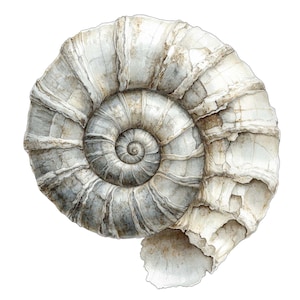 May include: Watercolor illustration of a fossilized ammonite shell. The shell is a spiral shape with a detailed texture, showcasing shades of gray, white, and beige. The artwork is set against a clean white background, highlighting the intricate details of the ancient marine creature.