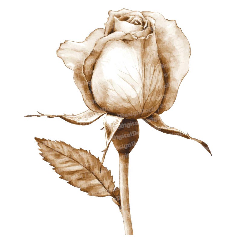 Vintage Rose Clip Art, 12x Watercolor Sepia Single Rose Clipart Set