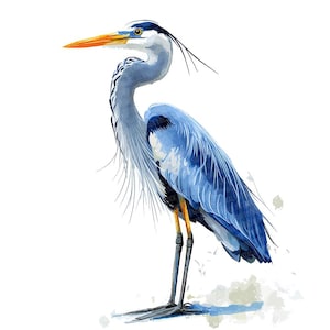12x Airone azzurro PNG Clipart, set di arte di uccelli ad acquerello, download digitale di alta qualità, illustrazione della natura, artigianato di carta, arte del diario spazzatura