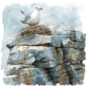 12x Clipart di gabbiani, Clipart di scogliere che nidificano di gabbiani, Clipart di acquerelli stampabili, Arte murale, Artigianato di carta, Download digitale, Diari spazzatura